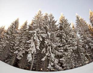 Canvas Print - Beautiful firs in the mountains in the morning