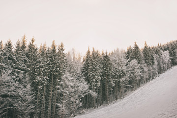 Wall Mural - Beautiful firs in the mountains in the morning