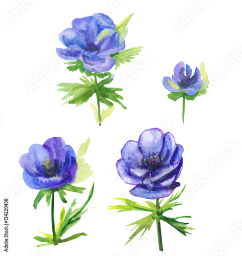 Set Of Blue Flowers Anemone Stems And Leaves On White Background Hand Draw Watercolor Painting Botanical Illustration Vintage Buy This Stock Illustration And Explore Similar Illustrations At Adobe Stock Adobe Stock