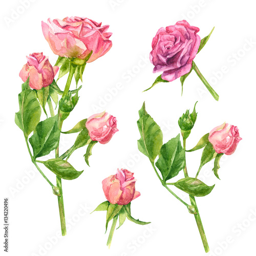 Set of roses, pink and purple flowers, buds, stem and leaves on white ...