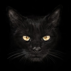 dark muzzle cat close-up. front view