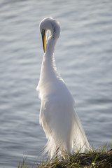 Great Egret Preening 2