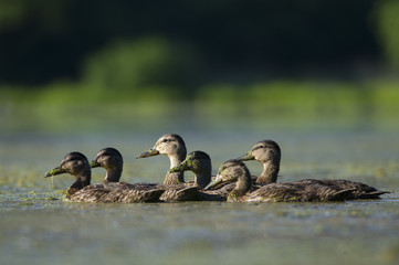 Wall Mural - Family of Ducks