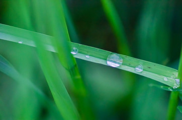 dew