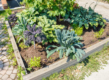 Landscaped Vegetable Garden With Kale Growing In A City During S