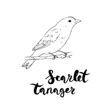 Hand Drawn Watercolor Isolated Bird Scarlet Tanager With Handwri