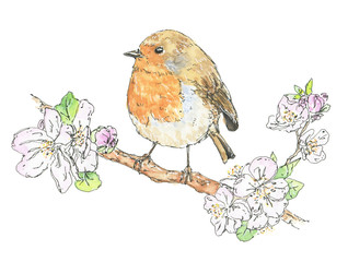 Watercolor European robin bird on cherry blossom on white backgr