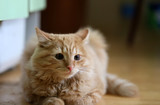Fototapeta Koty - Домашний рыжий кот лежит на деревянном полу