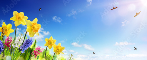 Photographie Spring And Easter Banner - Daffodils In The Fresh Lawn With Fly of Swallow