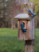 Bluebirds At Their Birdhouse