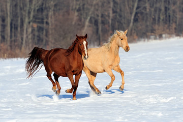 Wall Mural - horse