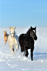 Wall Mural - horse