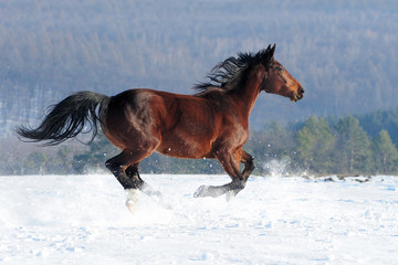 Wall Mural - horse