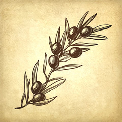 Canvas Print - vector illustration of olive branch