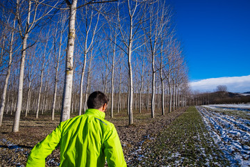 Wall Mural - Man running in a poplar forest in winter