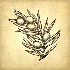 Canvas Print - vector illustration of olive branch