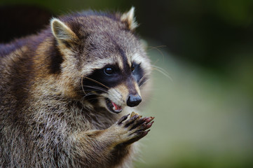 raccoon