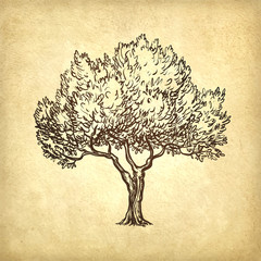 Wall Mural - vector illustration of olive tree