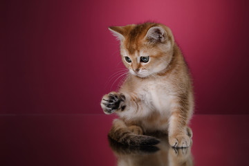 Tabby Scottish kitten