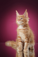 Wall Mural - Maine Coon kitten portrait