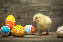 Easter Eggs And Chicken