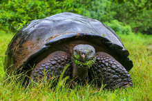 Galapagos Giant Tortoise On Santa Cruz Island In Galapagos Natio