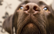 A Brown Nose Of Labrador, Close Up	