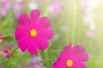 Wall Mural - Beautiful cosmos flower in garden with sunlight