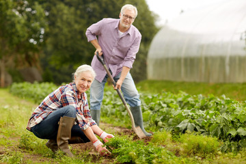 Wall Mural - senior couple working in garden or at summer farm