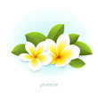 Vector realistic plumeria with leaves. White tropical flowers frangipani from Asia and Hawaii. Isolated from the background.