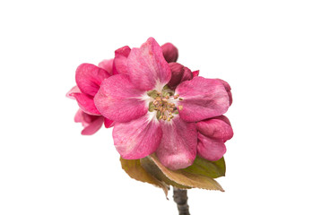 Sticker - pink flowers of apple isolated