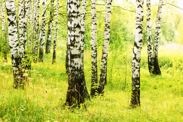 summer in sunny birch forest