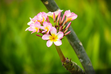 Pink Plumeria Flower, Known As Kalachuchi - Panglao Island, Bohol - Philippines