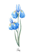 Watercolor Blue Wild Iris Flower