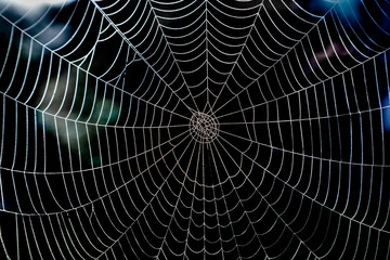 Shiny spider web with morning dew and dark background.
