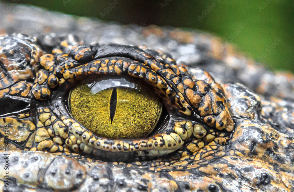 crocodile eyes - obrazy, fototapety, plakaty 