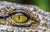 Fototapeta  - crocodile eyes