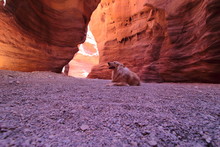 Dog Golden Retriever Lying In A Cave, Labrador Dog, Canyon