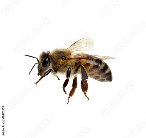 Plakat Pszczoła na białym