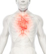 3D illustration of Heart, medical concept.