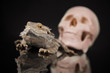 © Sebastian Duda - Human skull,Agama bearded, lizard background