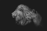 Fototapeta Zwierzęta - Lion