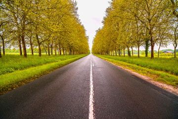 Wall Mural - Straight empty wet road between trees. Loire valley. France.