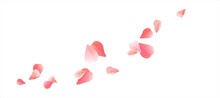 Pink Red Flying Petals Isolated On White. Sakura Roses Petals. Vector 