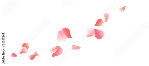 Cuadros en Lienzo Pink Red flying petals isolated on white