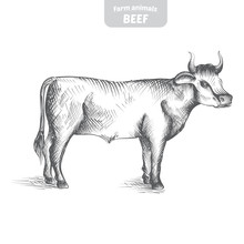Cow In A Graphic Style, Hand-drawn Vector Illustration.