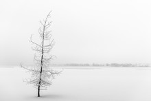 Frozen Tree In Winter