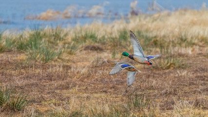 Two colorful ducks flying over a pond. Nisqually wildlife refuge, Washington, USA