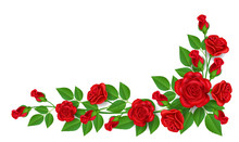 Realistic Red Rose Illustration With Green Leaf, For Corner And Border Decoration, Isolated On White