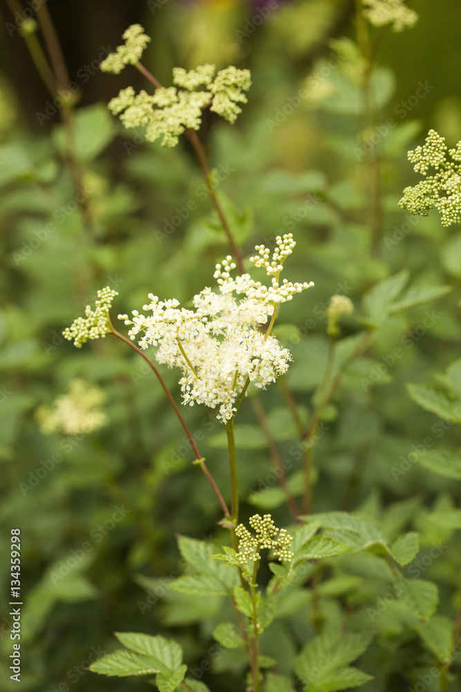 Filipendula ulmaria, commonly known as meadowsweet or mead wort. This plant  contains salicylic acid (the basis of aspirin). Stock Photo | Adobe Stock